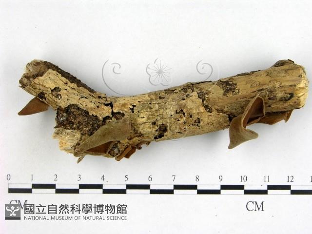 毛木耳藏品圖，第3張