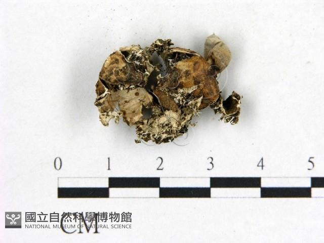 登錄號:F0000617藏品圖，第3張