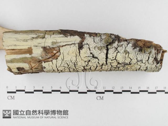 登錄號:F0026617藏品圖，第3張