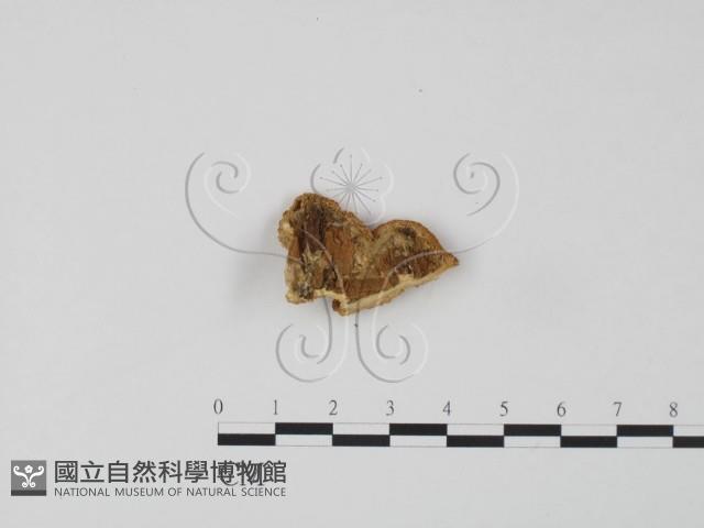 登錄號:F0006617藏品圖，第3張