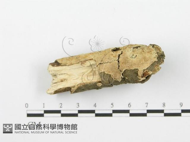 登錄號:F0001617藏品圖，第3張