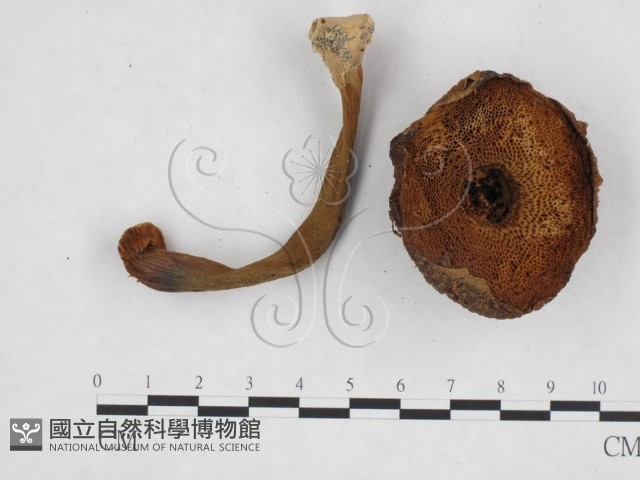 登錄號:F0024617藏品圖，第3張