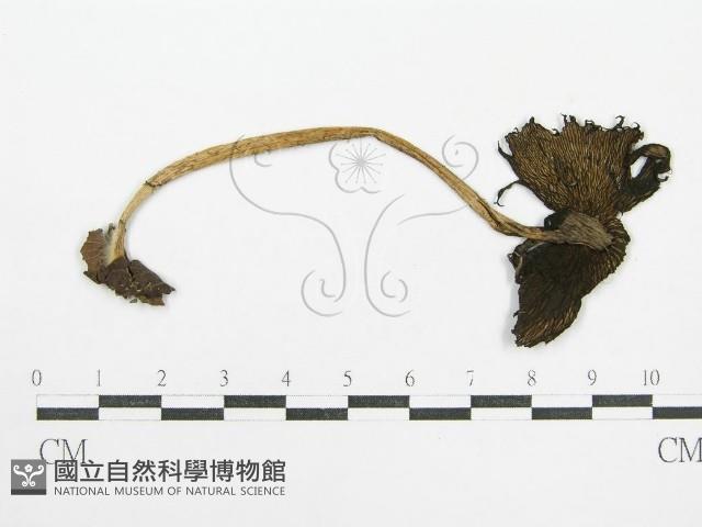 鬼傘屬藏品圖，第3張