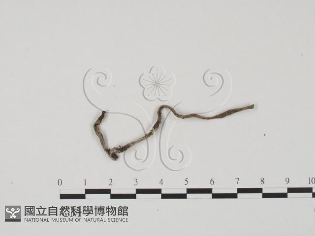 登錄號:F0022617藏品圖，第3張