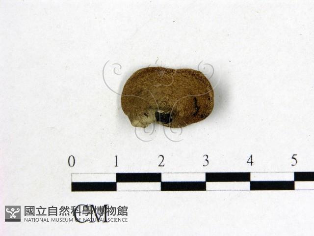 毛木耳藏品圖，第3張
