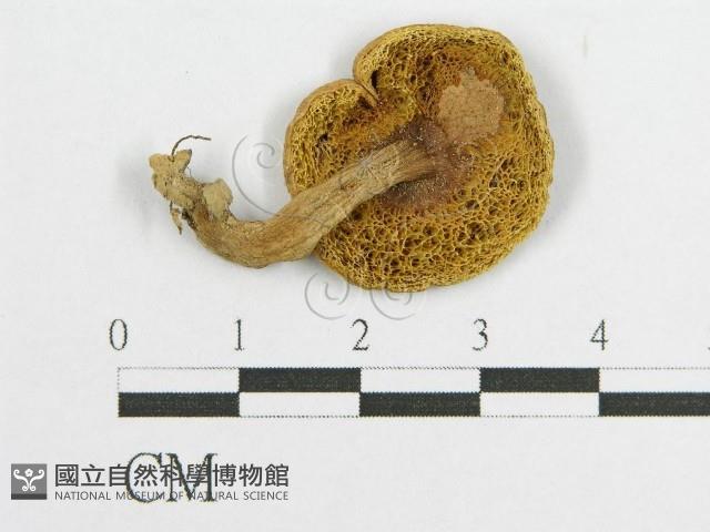 登錄號:F0007617藏品圖，第3張