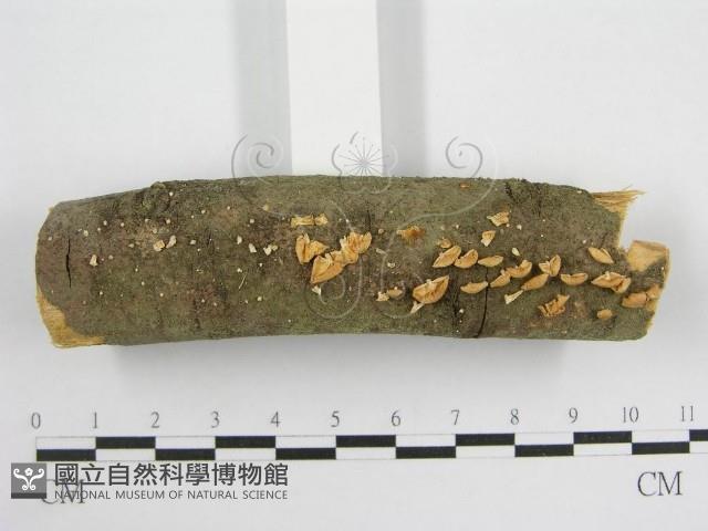 微皮傘屬藏品圖，第3張