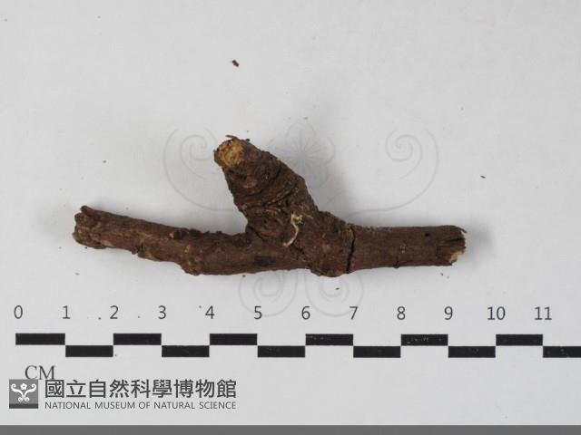 登錄號:F0033617藏品圖，第3張