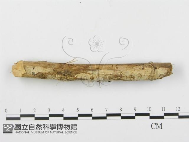 登錄號:F0010417藏品圖，第3張