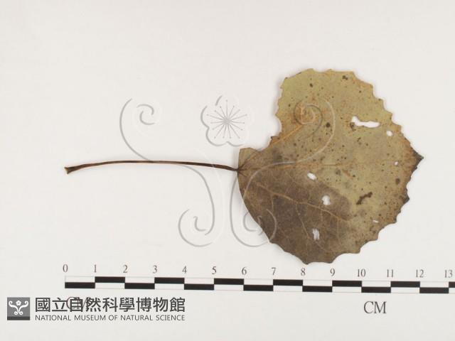 登錄號:F0026417藏品圖，第1張