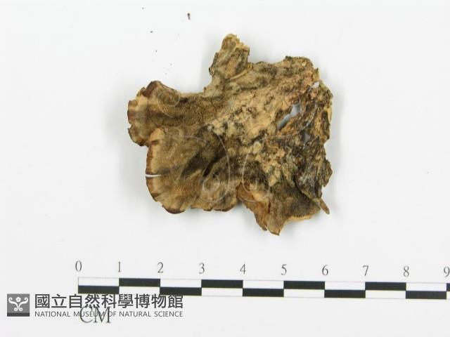 煙管菌藏品圖，第3張