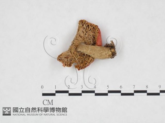 登錄號:F0016417藏品圖，第3張