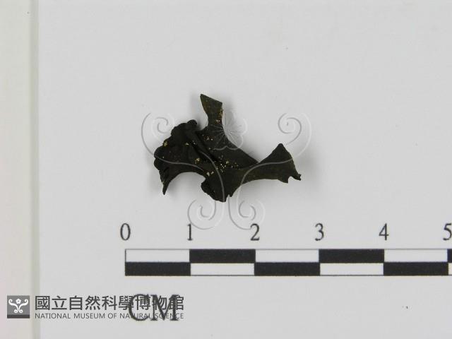 登錄號:F0021417藏品圖，第3張
