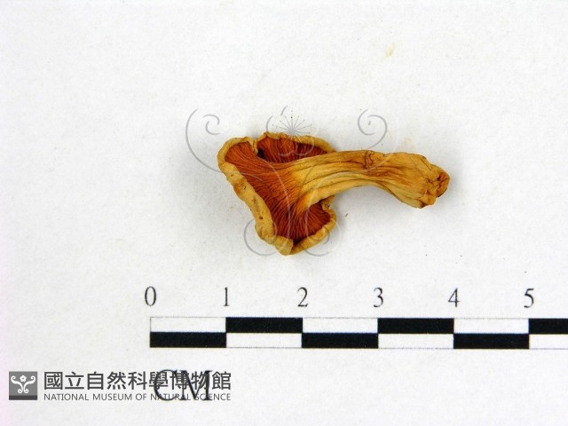 登錄號:F0004417藏品圖，第3張