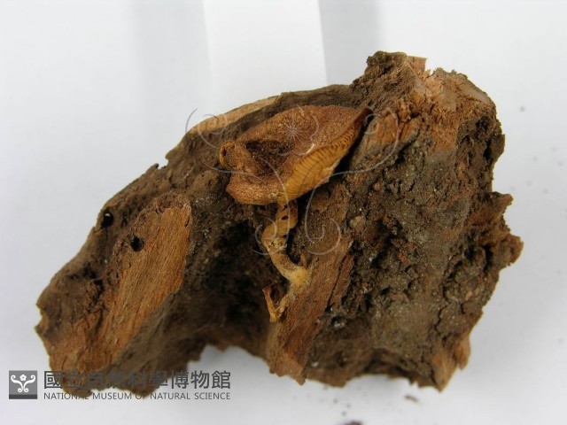 登錄號:F0014417藏品圖，第3張