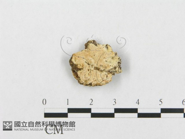 登錄號:F0017417藏品圖，第1張