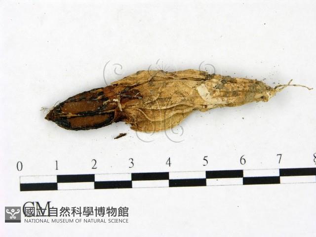 登錄號:F0023417藏品圖，第3張