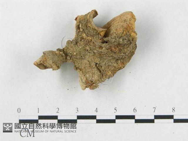 登錄號:F0013417藏品圖，第3張