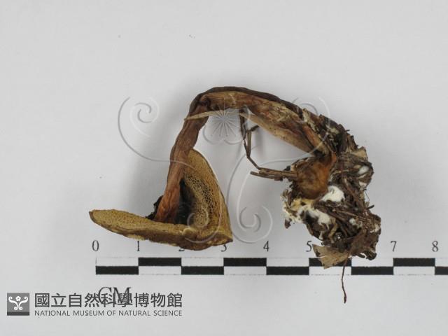 登錄號:F0028717藏品圖，第3張