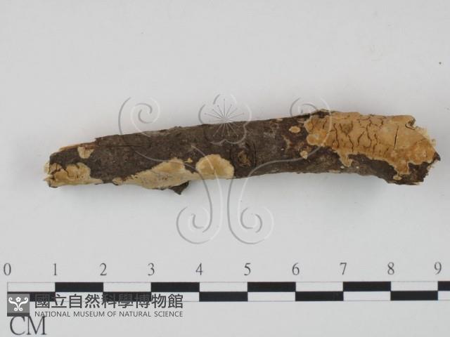 登錄號:F0018717藏品圖，第3張