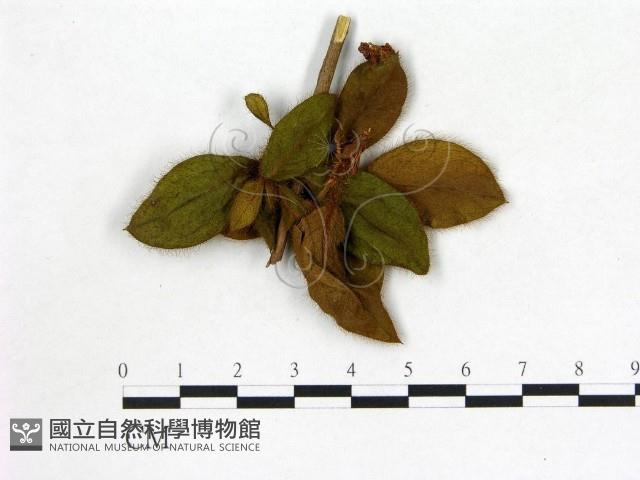 登錄號:F0020717藏品圖，第3張
