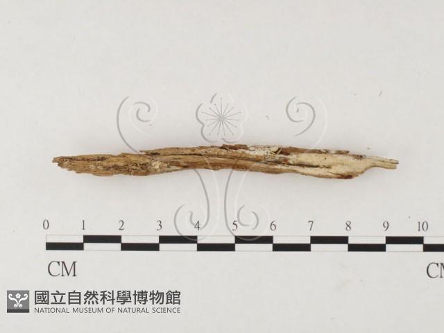 絲皮菌屬藏品圖，第3張