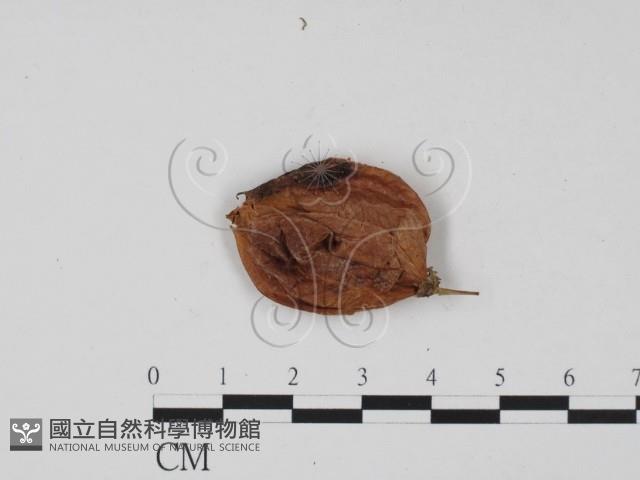 登錄號:F0011717藏品圖，第3張