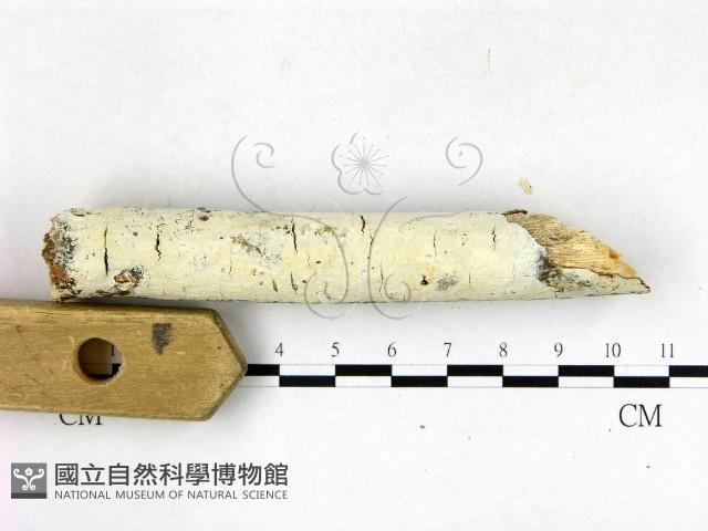 登錄號:F0022717藏品圖，第3張