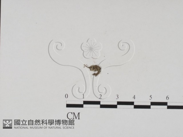 登錄號:F0007717藏品圖，第3張