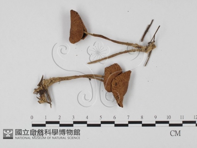 登錄號:F0025717藏品圖，第3張