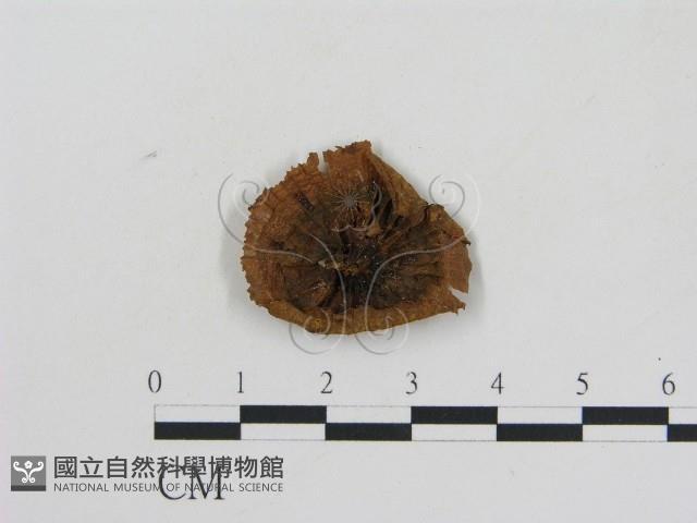乳菇屬藏品圖，第3張