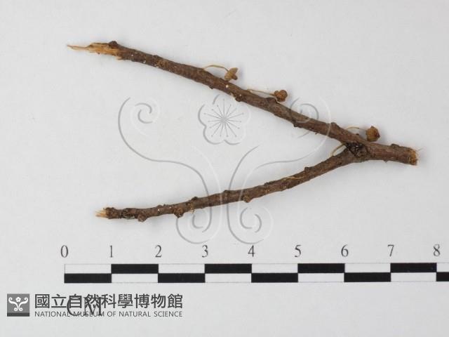 小菇屬藏品圖，第3張