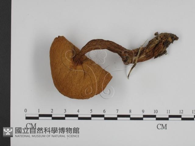 登錄號:F0003717藏品圖，第3張