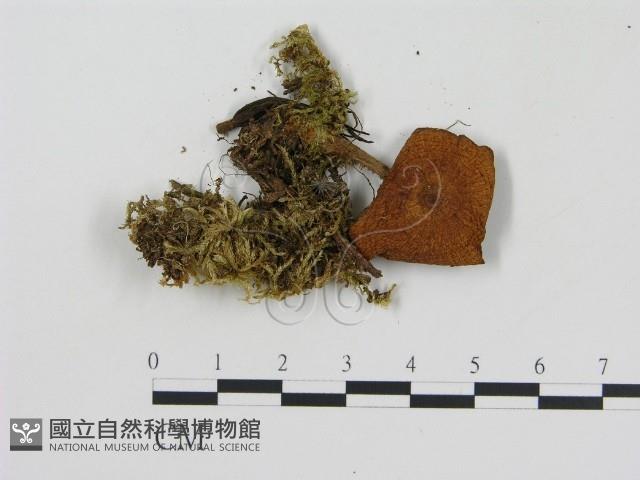 登錄號:F0008517藏品圖，第3張