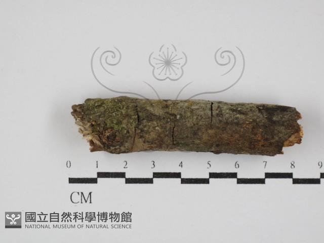 登錄號:F0020517藏品圖，第3張