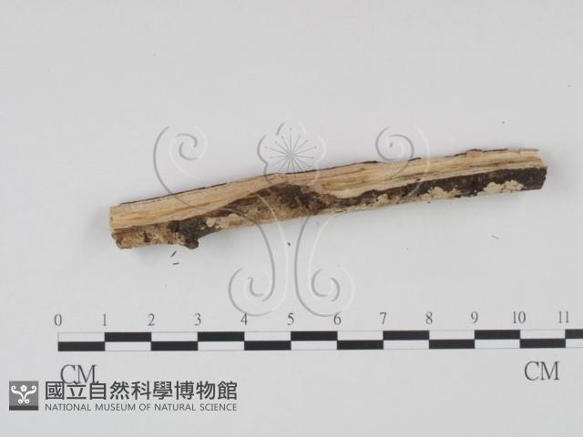 登錄號:F0000517藏品圖，第3張