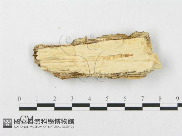 登錄號:F0010517藏品圖，第3張