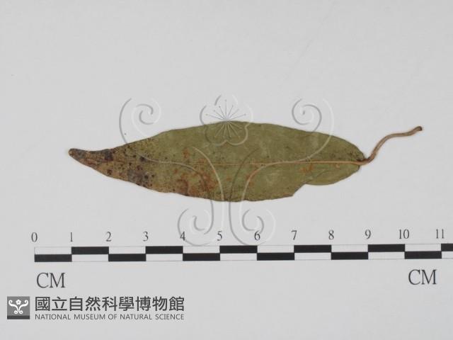 登錄號:F0011517藏品圖，第3張