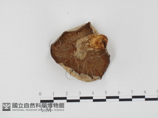 登錄號:F0024517藏品圖，第3張
