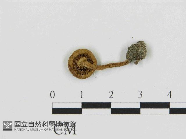 登錄號:F0014517藏品圖，第3張
