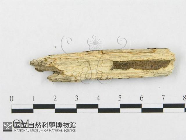 登錄號:F0002517藏品圖，第3張