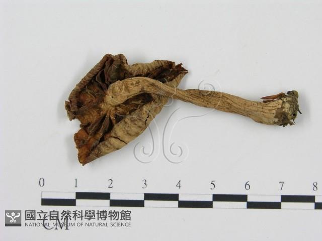 登錄號:F0012517藏品圖，第3張