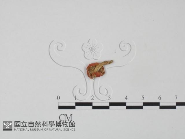 登錄號:F0007517藏品圖，第3張