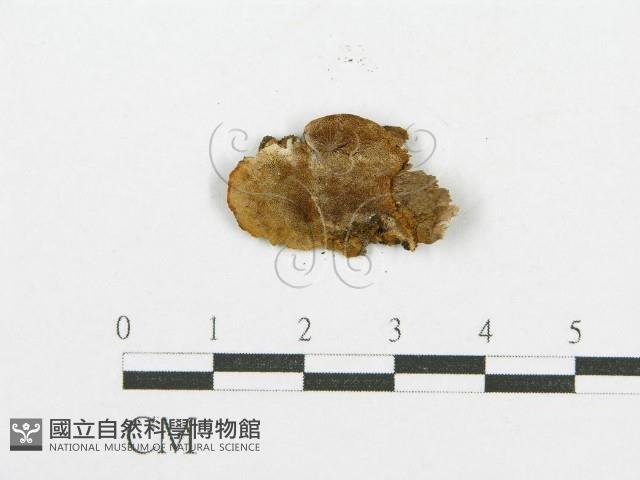 登錄號:F0017517藏品圖，第1張