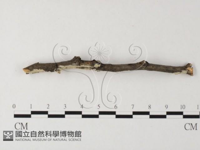 登錄號:F0025517藏品圖，第3張