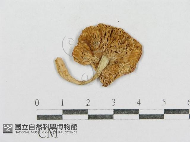 紅菇屬藏品圖，第3張