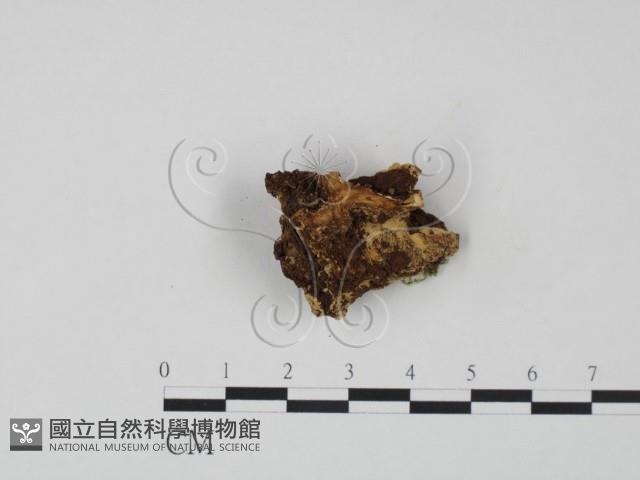 登錄號:F0015517藏品圖，第3張