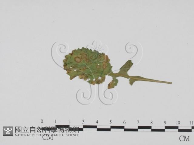 登錄號:F0019517藏品圖，第3張