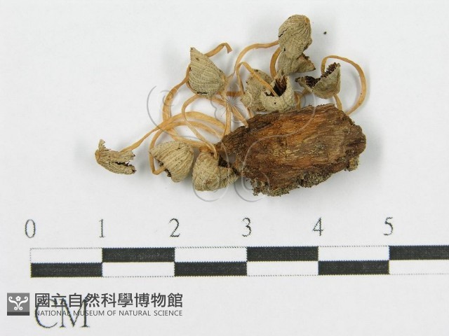 登錄號:F0003517藏品圖，第3張