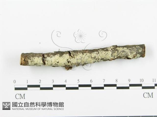 阿太菌屬藏品圖，第3張